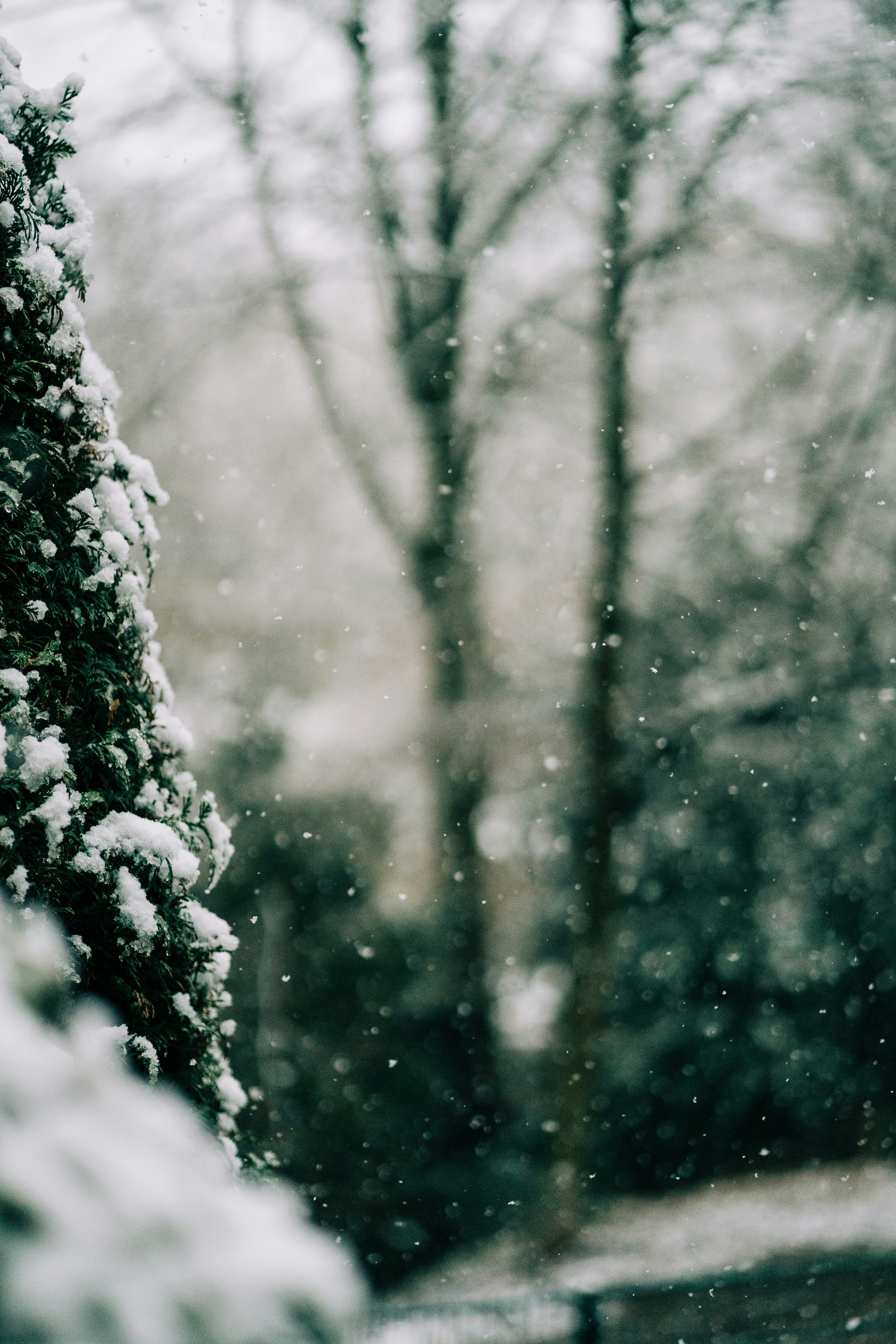 white snow on tree branch